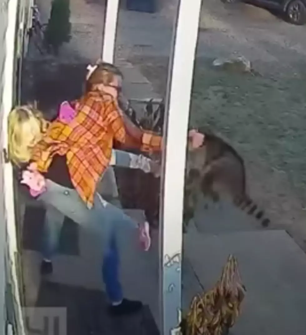Mom Rushes To Rescue 5-Year-Old Attacked By Raccoon While Waiting For School Bus