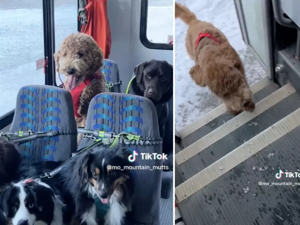 The Internet Is OBSESSED: These Dogs Ride Their Own Bus To Doggie Daycare