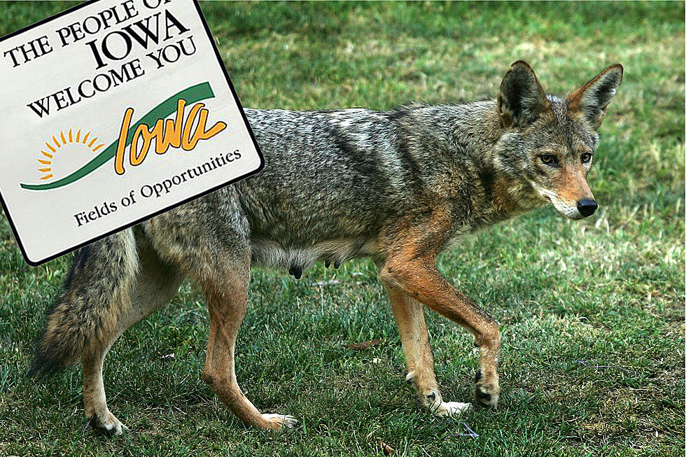 The Shocking Truth About Coyote Hunting in Iowa