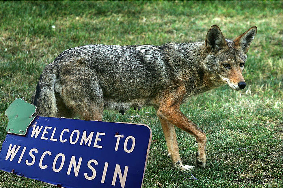 The Shocking Truth About Coyote Hunting in Wisconsin