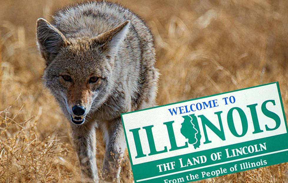 The Shocking Truth About Coyote Hunting in Illinois