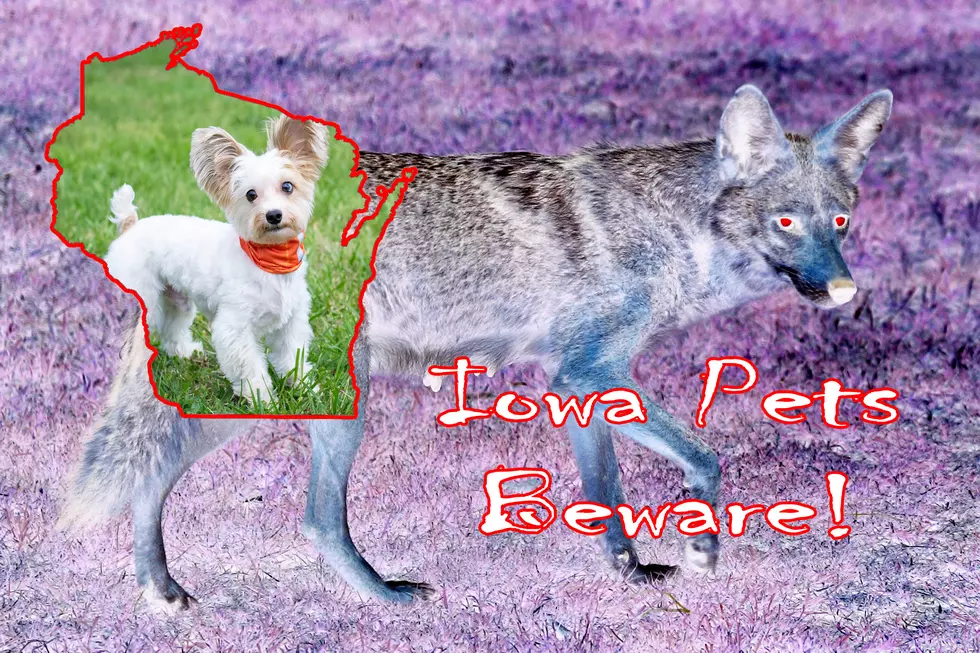 Wisconsin Coyote Caution: A Guide to Keeping Your Pets Safe