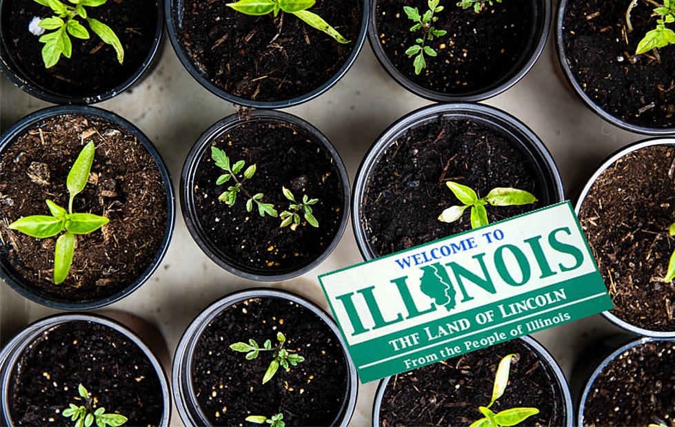 Revitalize Your Garden This Spring with Free Seeds from Rock Island Illinois Library