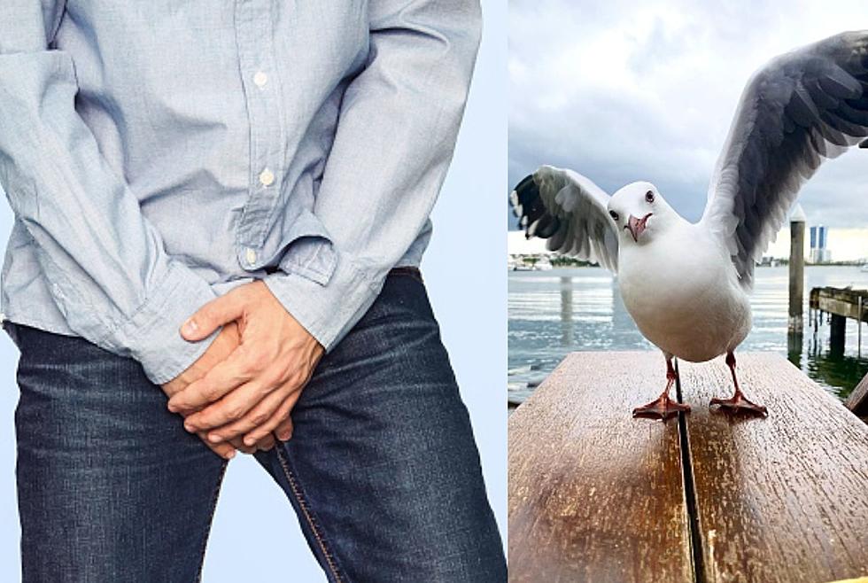 Man Accused Of Putting His Junk In A Seagulls Mouth