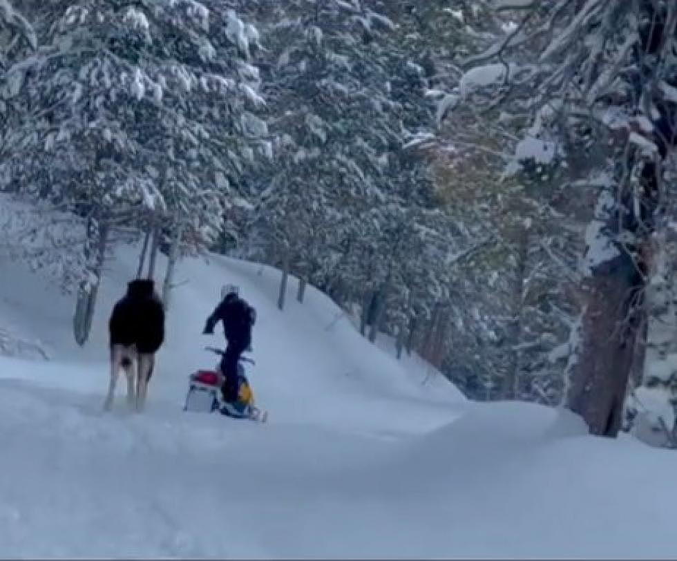 Snowmobilers Have Close Call With A Charging Moose