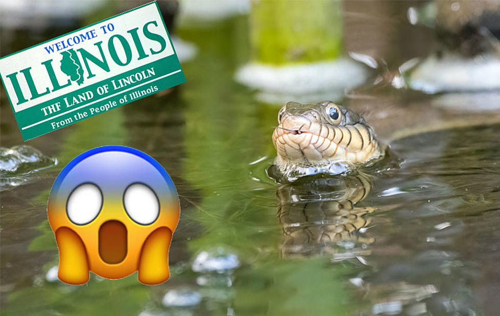 Slithering Serpents: The Shocking Truth About Illinois’ Snake-Infested Rivers