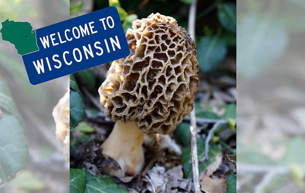 From the Forest to Your Plate: It&#8217;s Morel Mushroom Season in Wisconsin