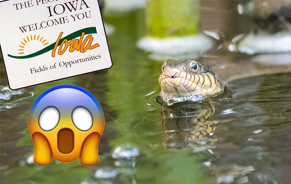 Slithering Serpents: The Shocking Truth About Iowa&#8217;s Snake-Infested Rivers