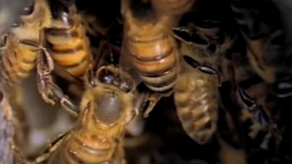 6 People Stung To Death By Killer Bees After Bus Crashes Into Hive