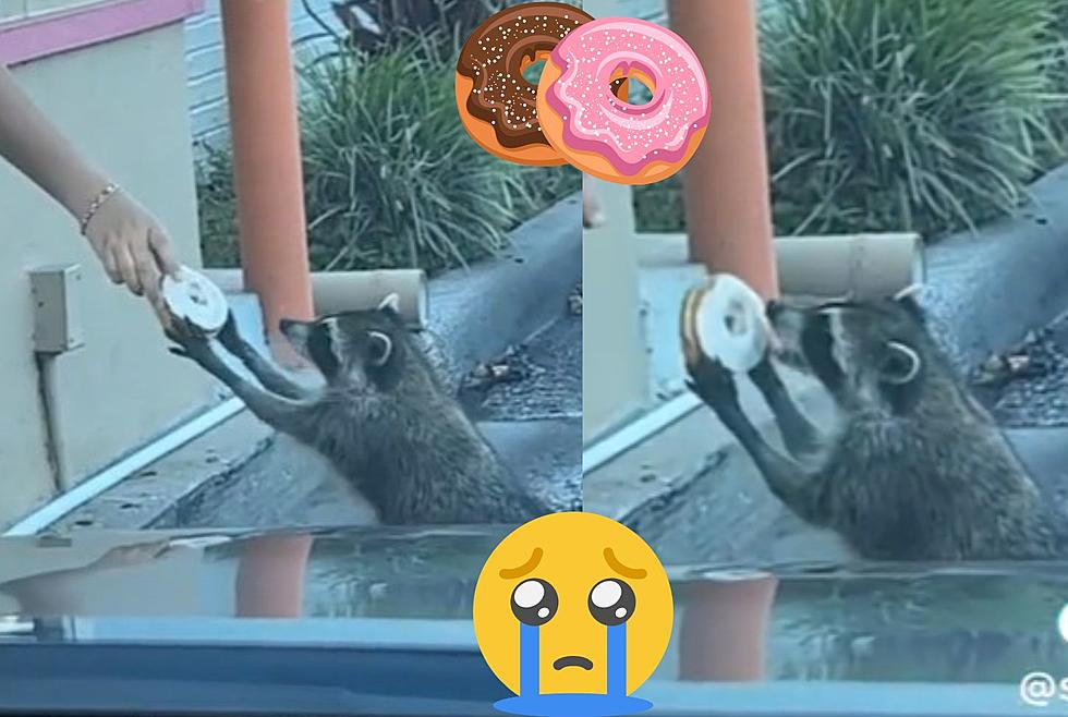 Adorable Raccoon Walks Up To Drive Thru Window For His Daily Donut