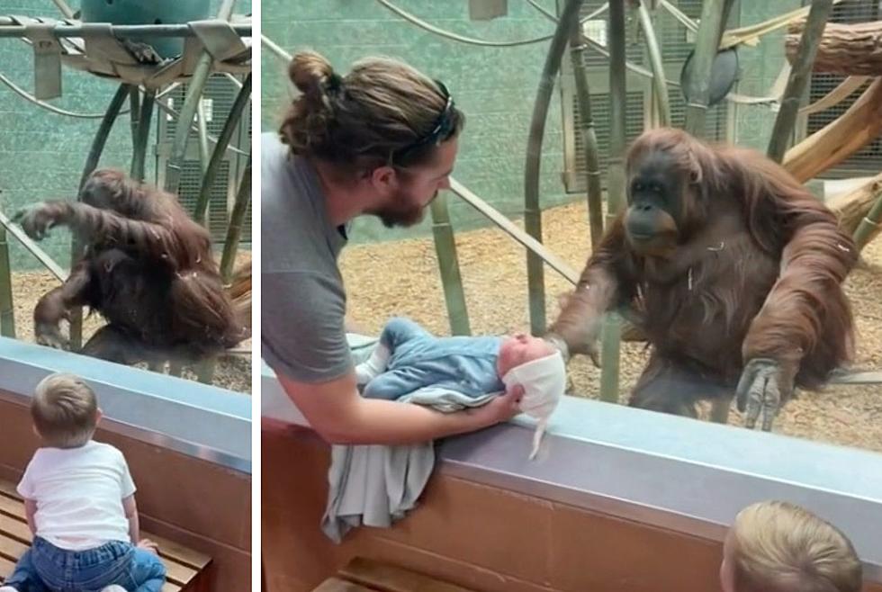 Curious Orangutan Asked To See Visitors Newborn Baby At Louisville Zoo
