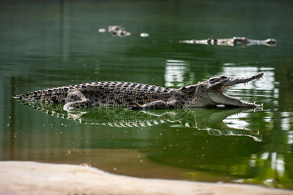 Men Fleeing From Cops Take a Deadly Dive Into Crocodile Infested Waters