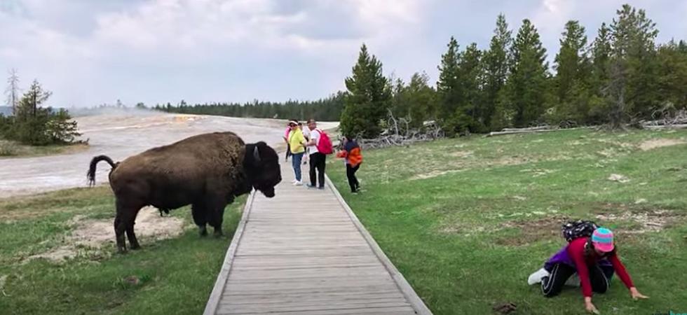 Tourists Shamed For Trying To Touch And Take Selfies With Bison