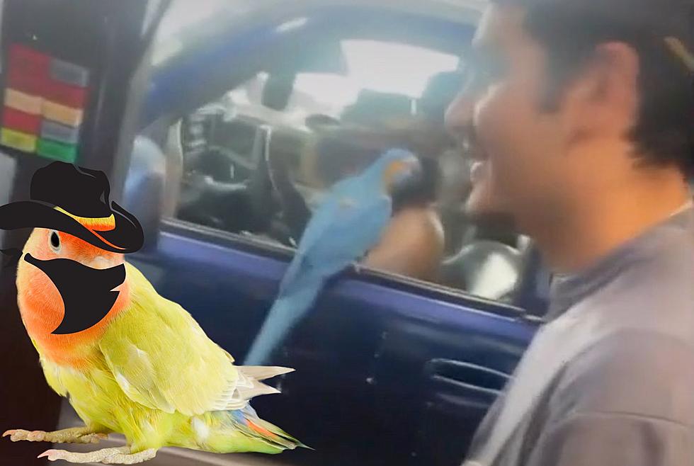 Virginia Police Searching For Bird Bandit Who Robs Stores With His Parrots