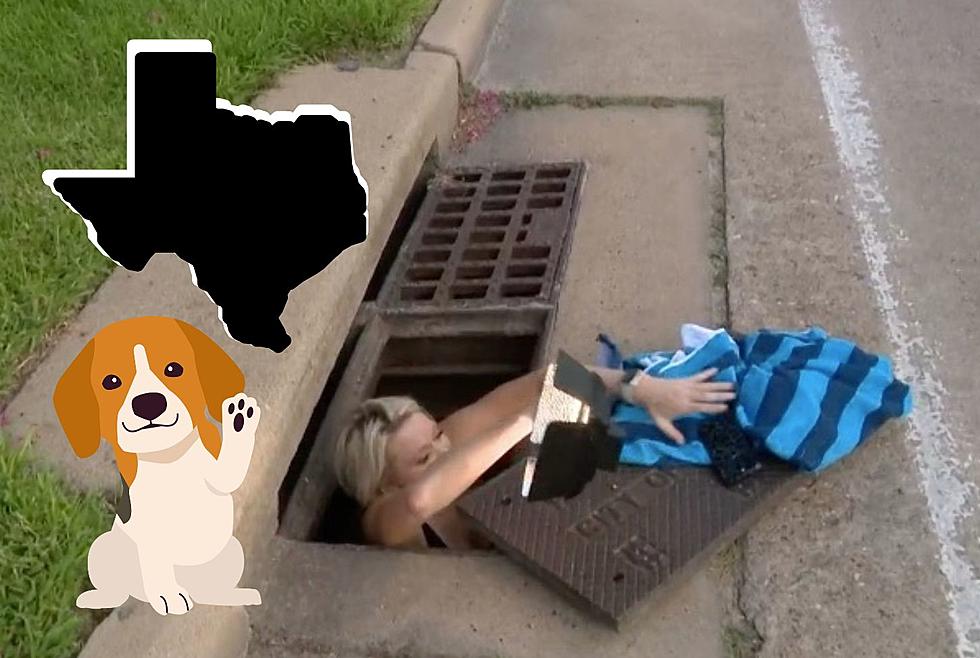 Texas Woman Searches Storm Drains For Lost Puppies