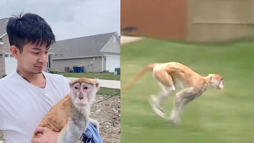 Monkey On The Loose in Indiana Spotted Drinking A Beer