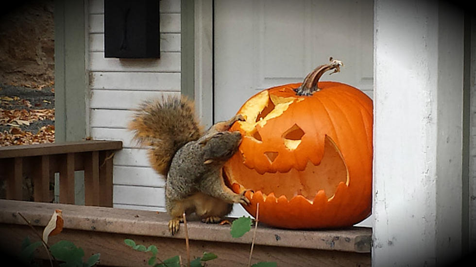 We Let Squirrels Carve Our Pumpkin And Here&#8217;s What Happened