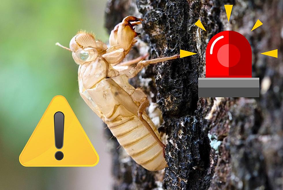 This Year Could Be The Worst For Cicadas In Tennessee