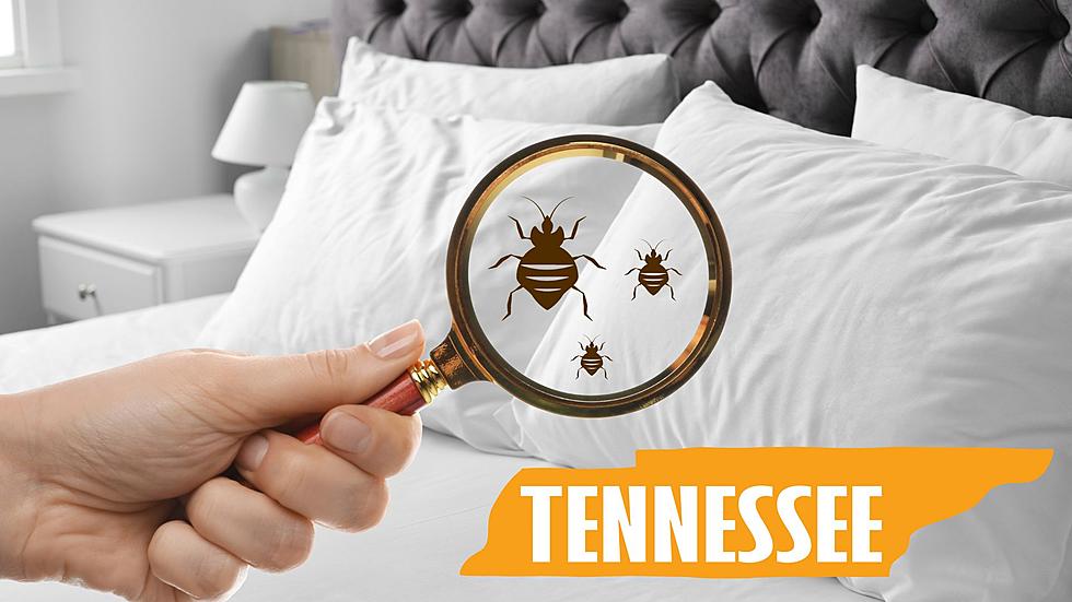 Tennessee Is Home To Two Of The Most Bed Bug Infested Cities