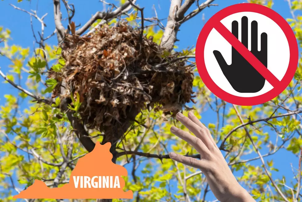 Virginia, That Ball of Leaves In Your Tree Isn’t A Bird’s Nest
