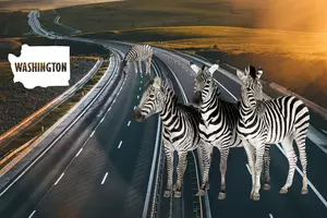Four Zebras Escaped and Ran Down a Highway In Washington