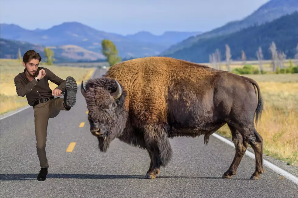 Drunk Idaho Man Arrested After Kicking Bison At Yellowstone National Park