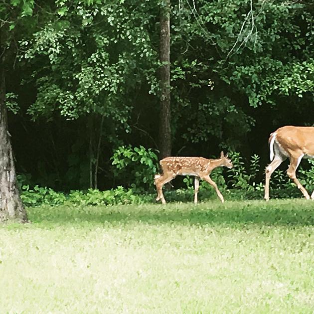 The Baby Deer in My Backyard (Cute Animal Photos)