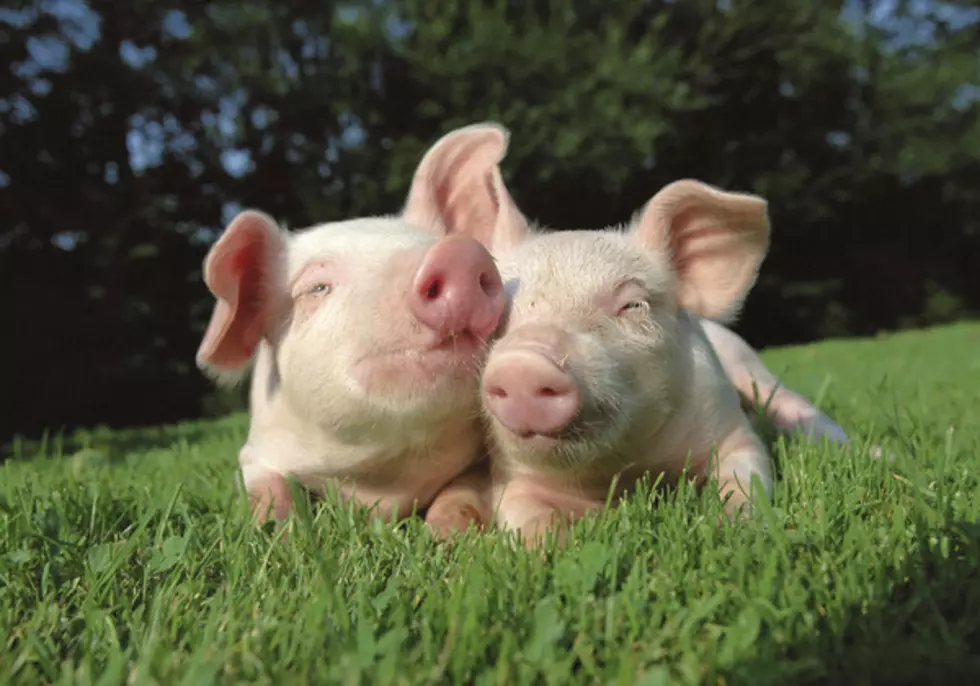 The Truth About Mini-Pigs – [Video]