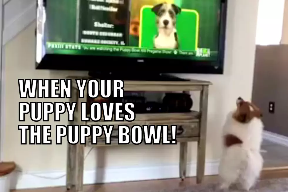Charlie, the Albert Lea Dog that Loves the Puppy Bowl!