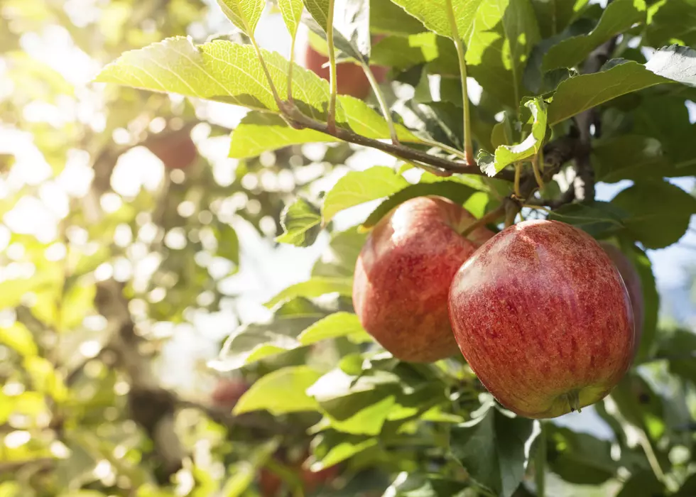 Will There Be Locally Grown Apples This Year?