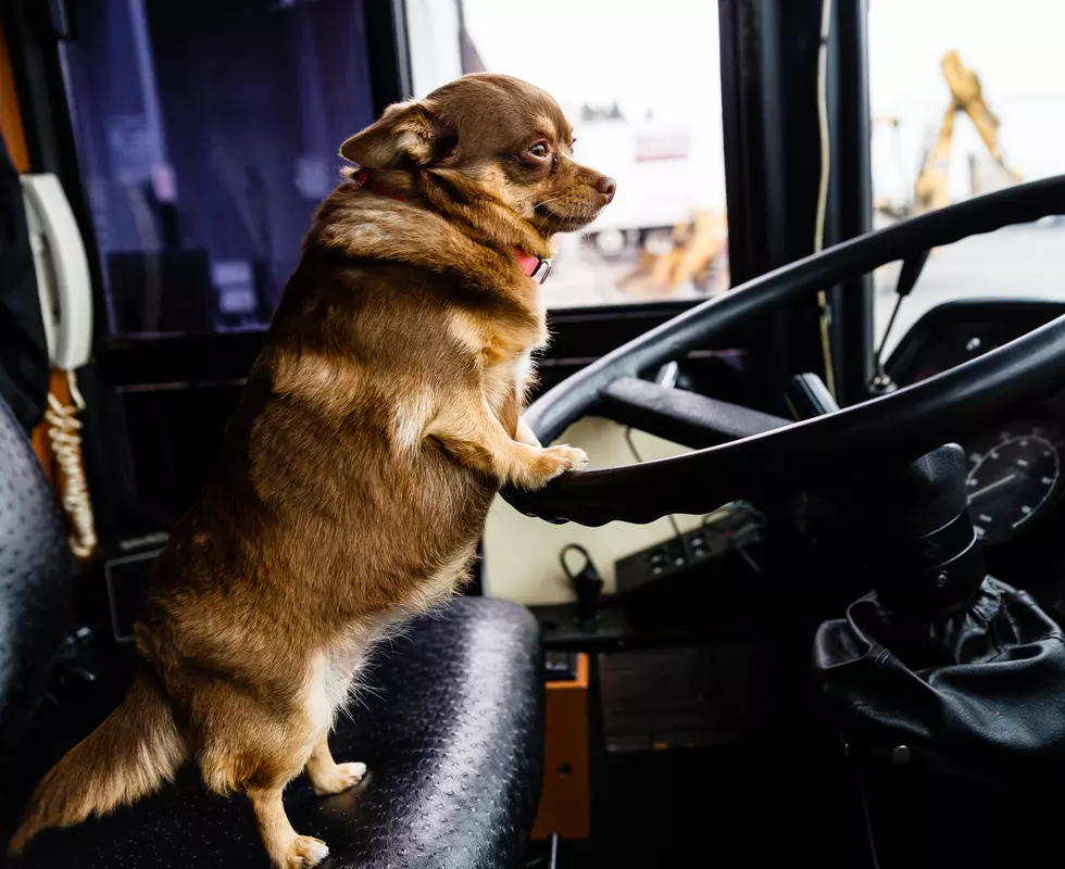There’s a Bus in Rochester Just for Dogs