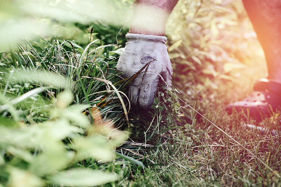 One Important Animal to Look for When Pulling Weeds