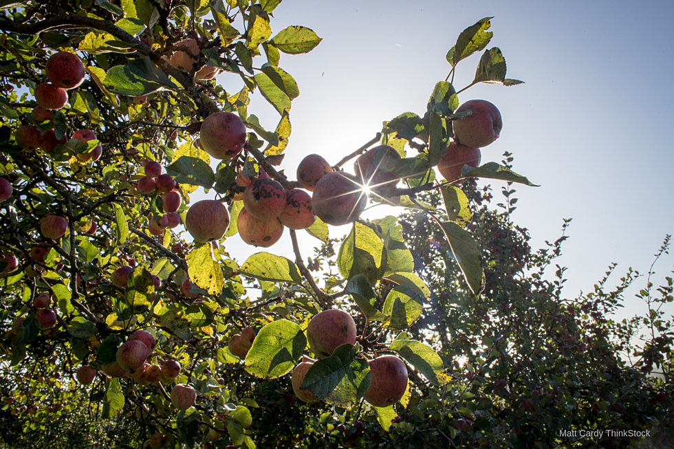Apple Ridge Orchard & Vineyard In Mazeppa Closed For Retirement