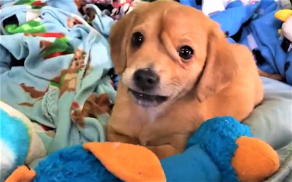 Meet Narwhal, the Unicorn Puppy! (Watch Video)