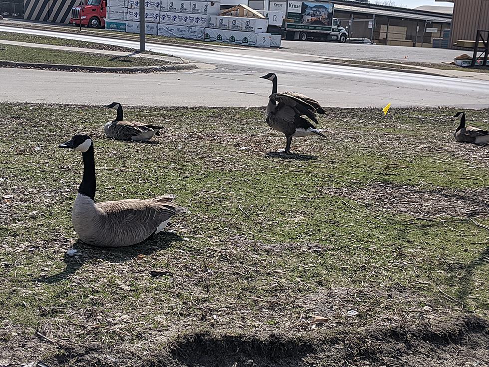 Rochester Group Seeks Permission From City To 'Battle The Geese'