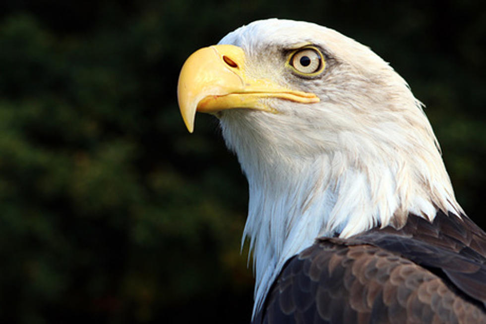 Sad EagleCam Update, Another Eaglet Has Died