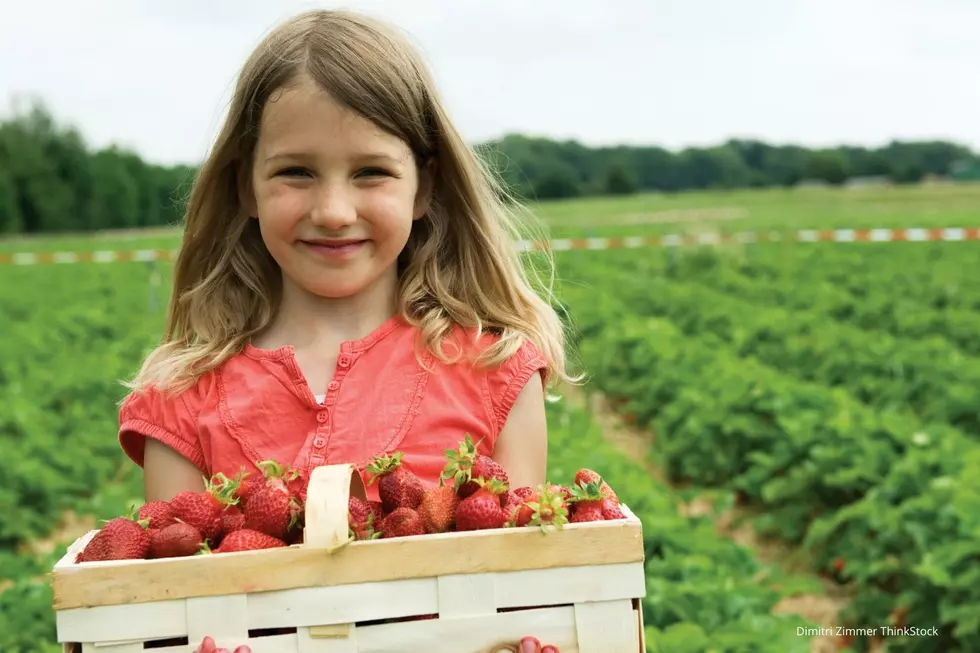Southeast Minnesota Berry Farm Won&#8217;t Be Open For Picking Due to Covid-19