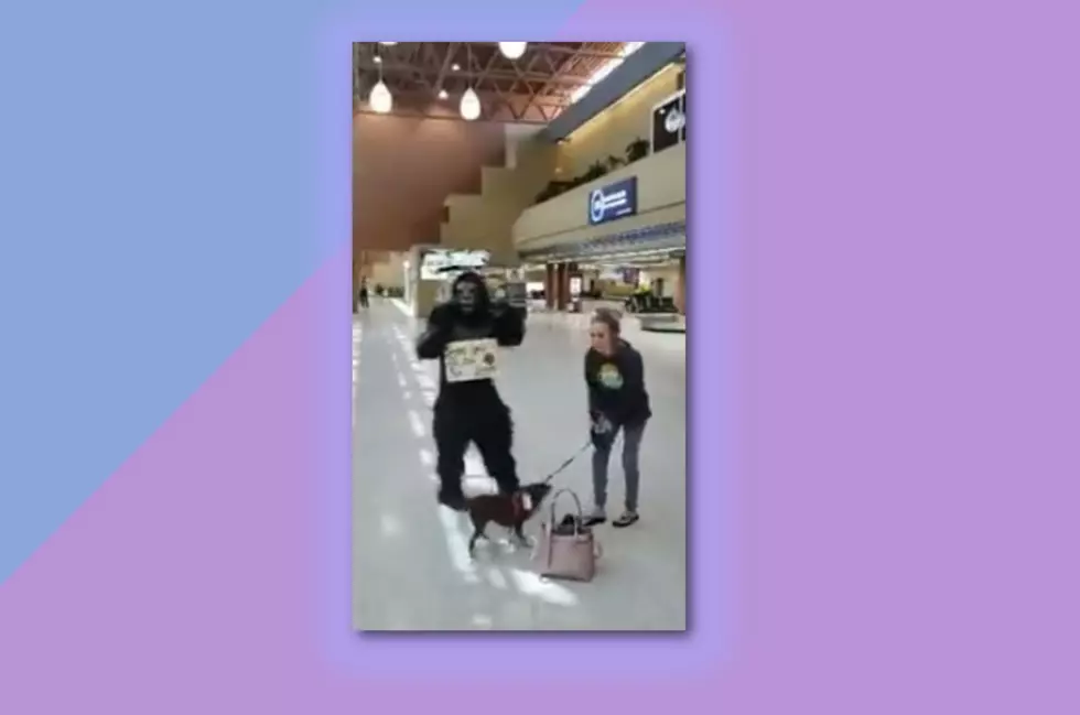 Gorilla Meets Girlfriend At North Dakota Airport (WATCH)