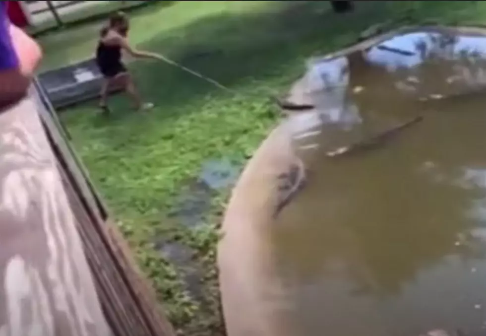 Brainerd Mom and Her Son Voluntarily Go Into Gator Pit!