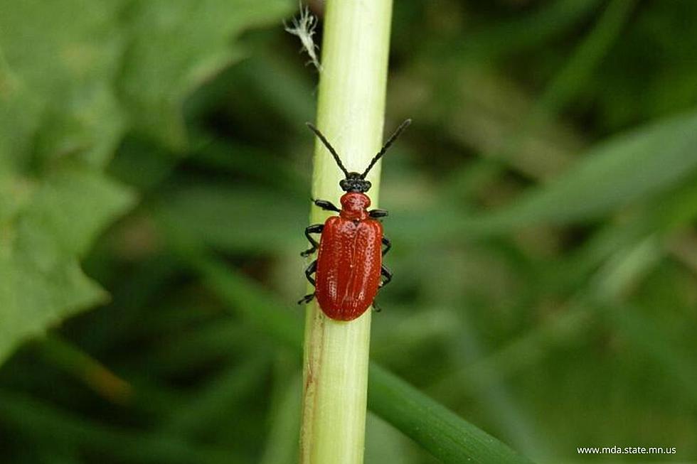 Minnesota’s Got A New Bug – the Invasive Lily Leaf Beetle