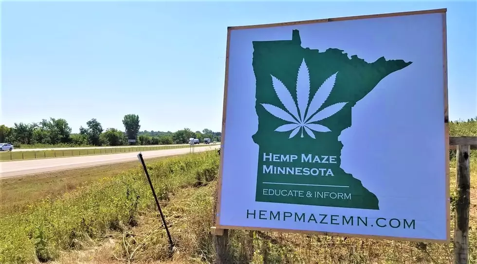 Minnesota’s Hemp Maze Is Now Open!