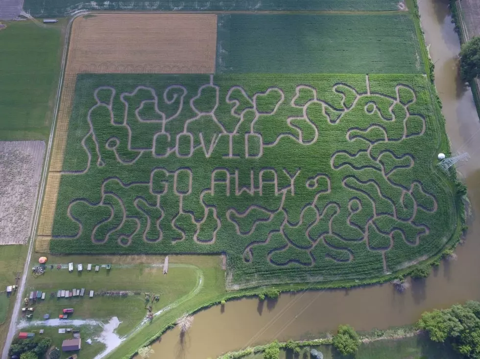 Minnesota Needs An Anti Covid-19 Corn Maze, Too!