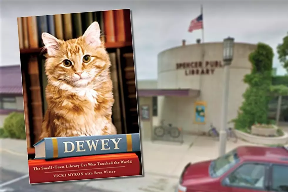 One Iowa Library Has A Super Famous Cat