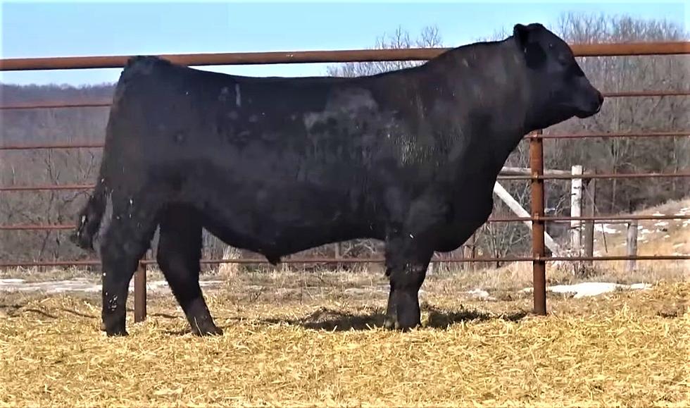 New Minnesota Record - St Charles Cattle Company's $280,000 Bull