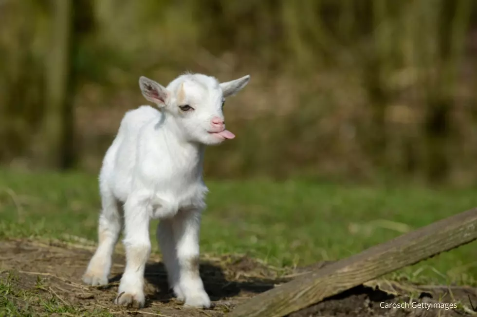 You Can&#8217;t Hug Humans Thanks to COVID But You Can Hug Baby Goats in Byron
