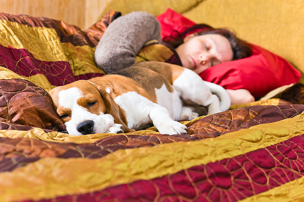 Rochester Dad: My Daughter Wonders Why Dogs Circle Before Bed
