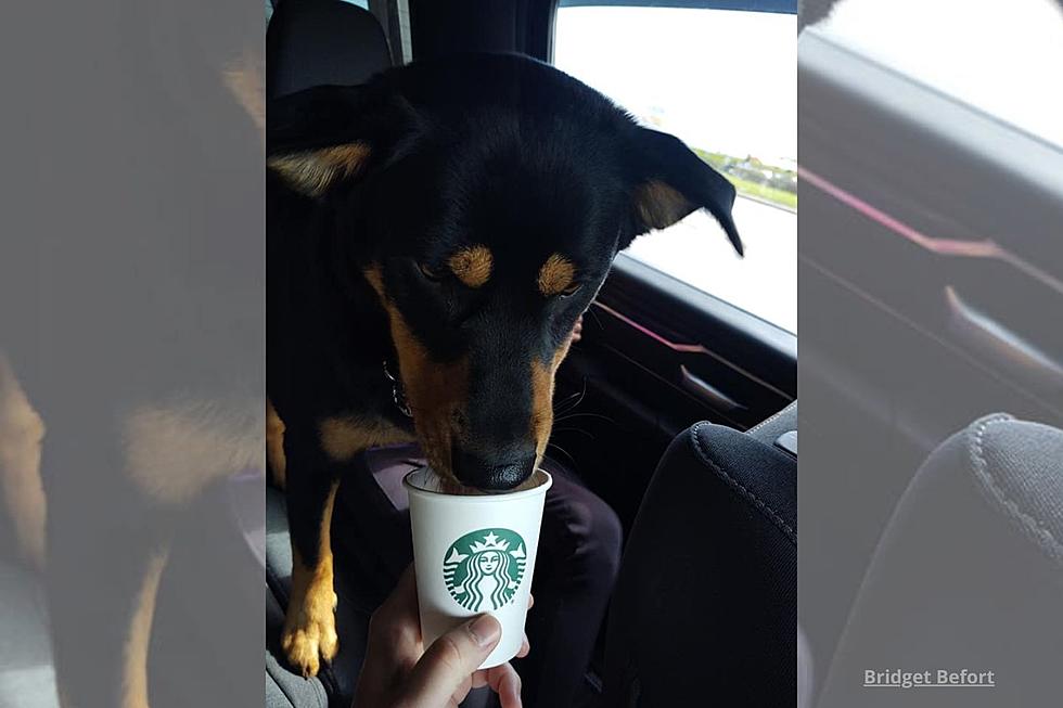 You Can Now Order Drinks for Your Dog at Starbucks in Minnesota