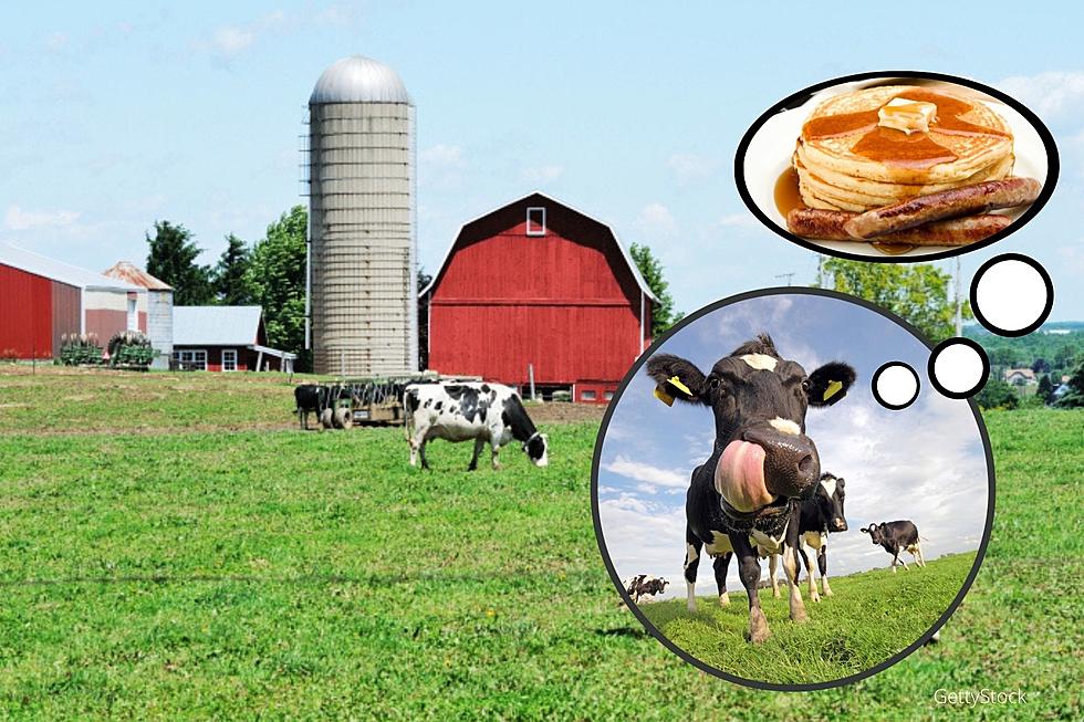 Eat Pancakes and Say Hi to Cows at Rochesterfest's Kickoff Event