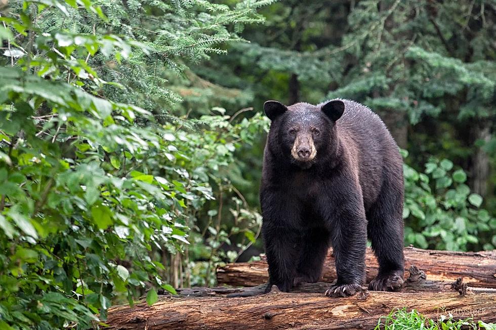 Minnesota Bear Sanctuary One of the Best Road Trips Based on Reviews