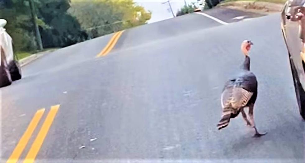 Rochester’s 6th Street SW Turkey Trouble Persists (Watch Videos)